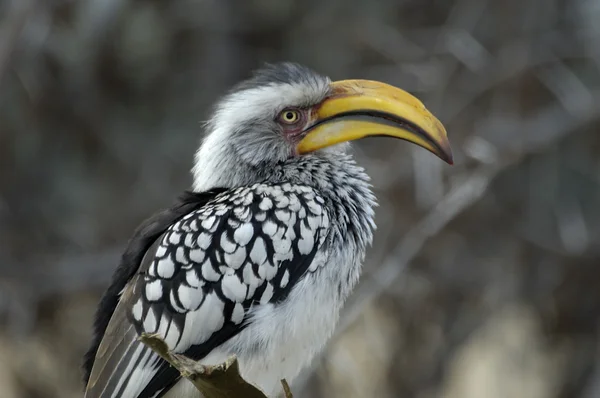 Yellowbilled Hornbill Stockfoto