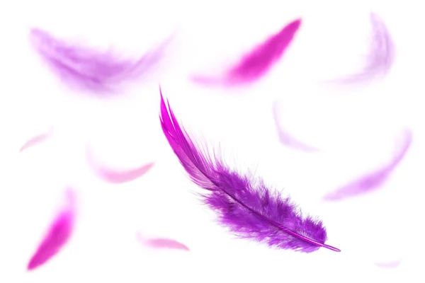 जांभळा पंख — स्टॉक फोटो, इमेज