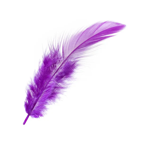 Purple Feather — Stock Photo, Image