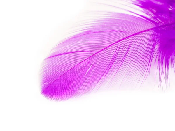 Purple Feather — Stock Photo, Image