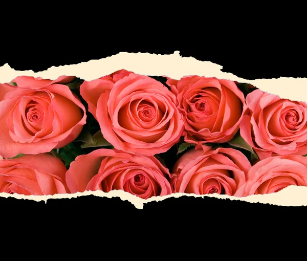 List papíru s růží — Stock fotografie