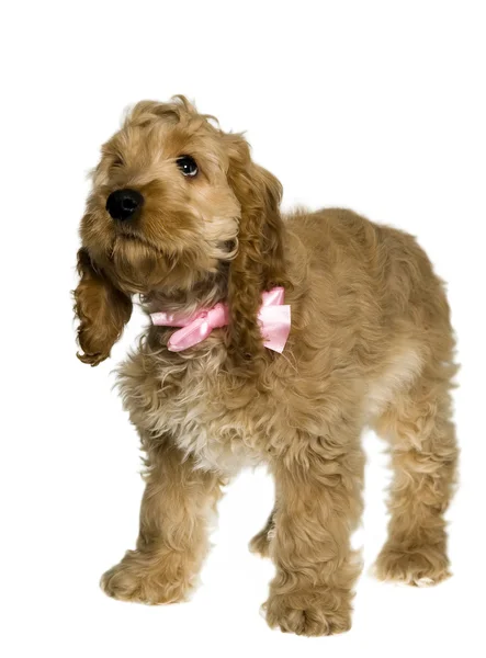 Собака с розовой лентой стоит и смотрит — стоковое фото