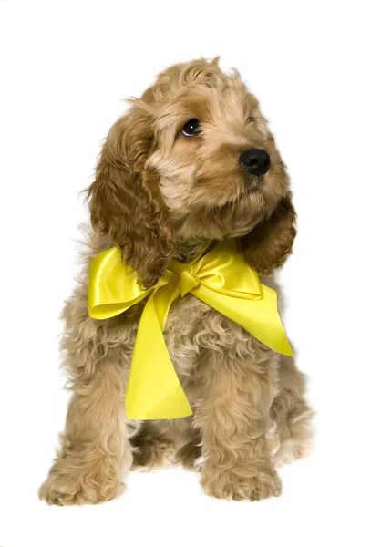 黄色いリボンを持つ犬は座っていると見ています。 — ストック写真