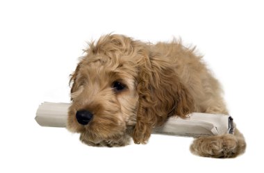 Cocker spaniel with big ears is lying with newspaper clipart