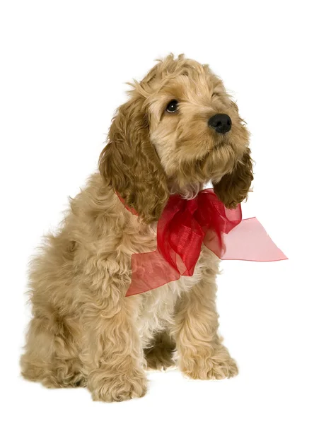 赤いリボンを持つ犬は座っていると見ています。 — ストック写真