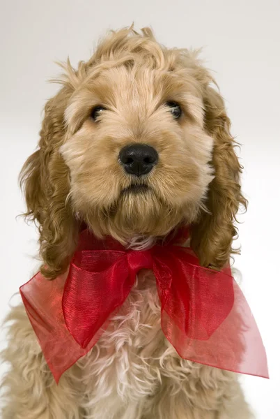 Perro con cinta roja está sentado y mirando —  Fotos de Stock