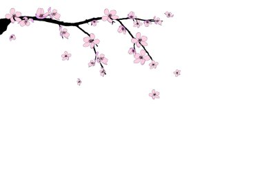 Branch of beautiful cherry blossom clipart