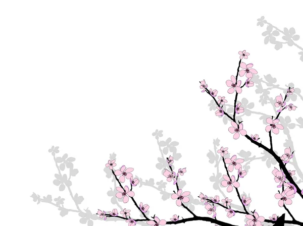 美しい桜の枝 — ストック写真