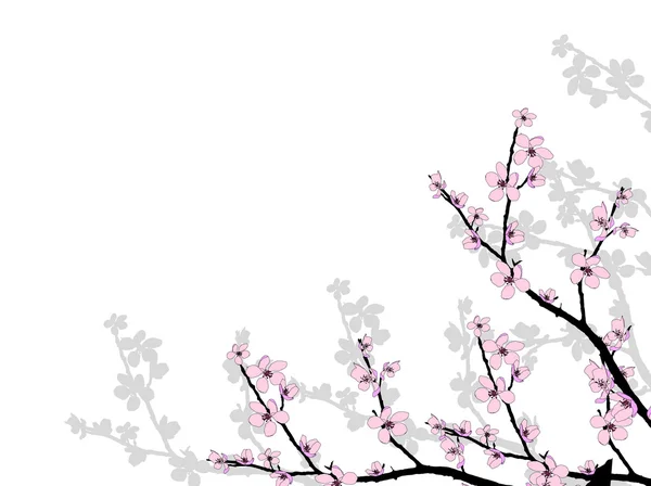 stock image Branch of beautiful cherry blossom