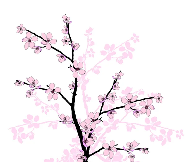 Pobočka krásný třešňový květ — Stock fotografie