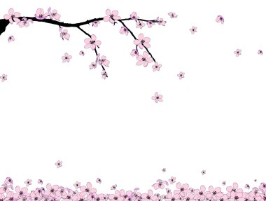 Branch of beautiful cherry blossom clipart