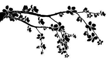 Branch of beautiful cherry blossom clipart