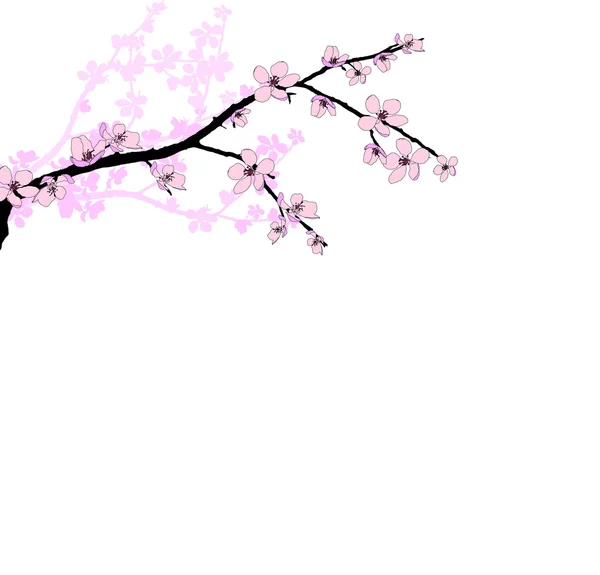 Zweig der schönen Kirschblüte — Stockfoto
