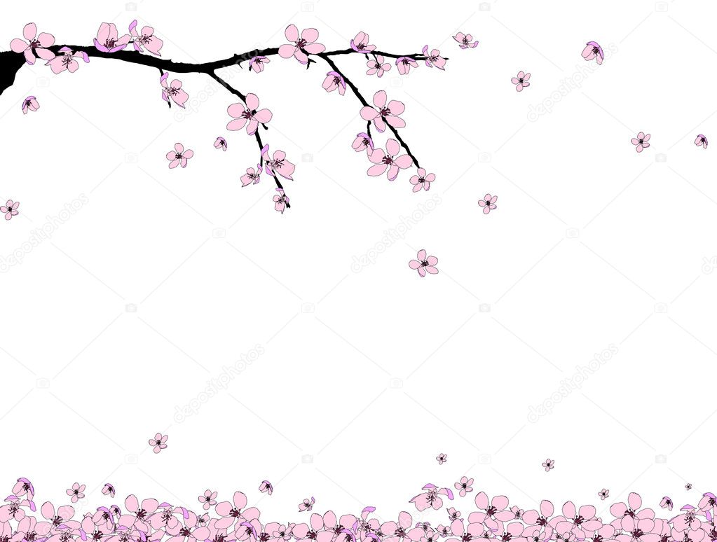 Branch of beautiful cherry blossom