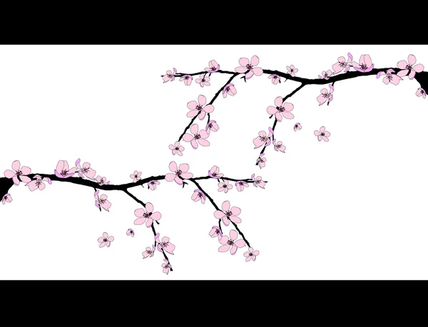 Rama de hermosa flor de cerezo —  Fotos de Stock