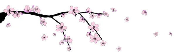 Oddział piękny kwiat wiśni — Zdjęcie stockowe