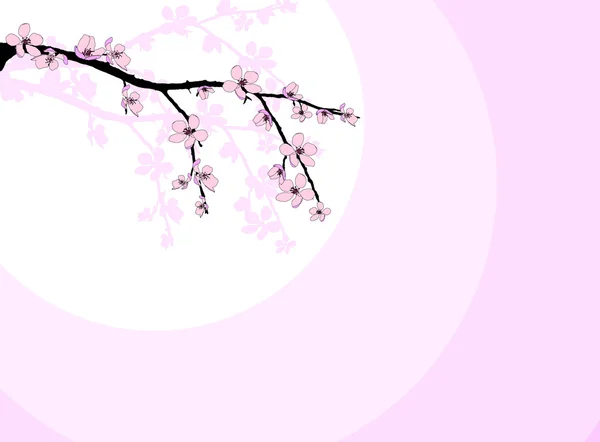 Zweig der schönen Kirschblüte — Stockfoto