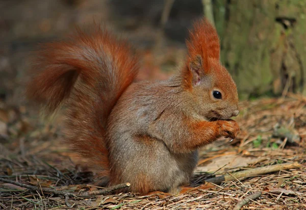 Squirrel in the woods — Stock Photo, Image