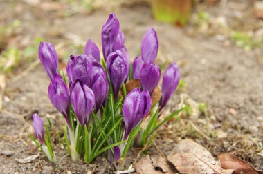 Spring purple crocuses clipart