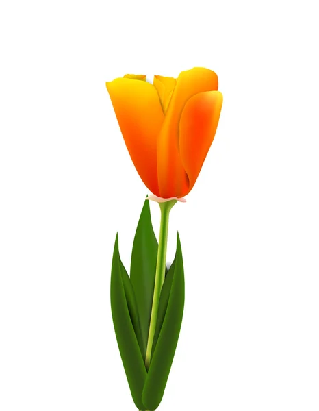 Tulipa-laranja — Vetor de Stock