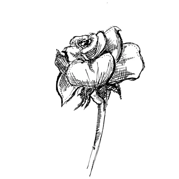 Rose Retro Clip arte — Archivo Imágenes Vectoriales
