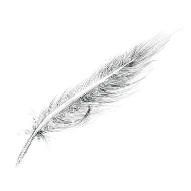 Feather Hand drawn Sketch Isolated on white clipart