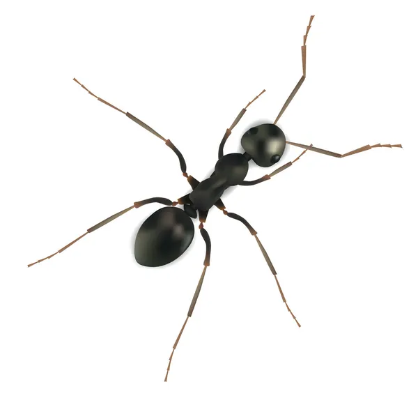 Hormiga realista aislada en blanco — Archivo Imágenes Vectoriales