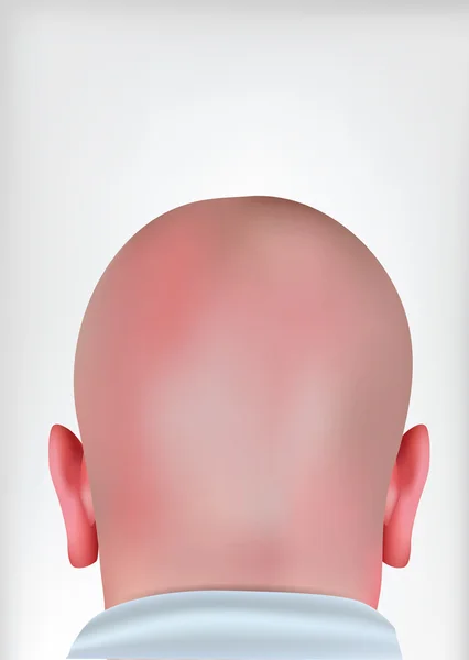 Realistic Bald Head — Stock Vector