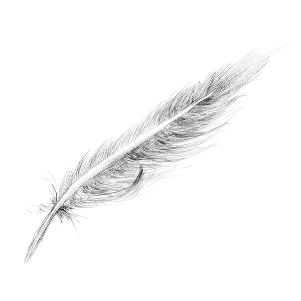Feather Croquis dessiné à la main Isolé sur blanc — Image vectorielle
