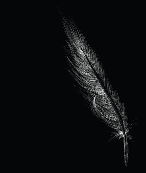 Croquis de plumes — Image vectorielle