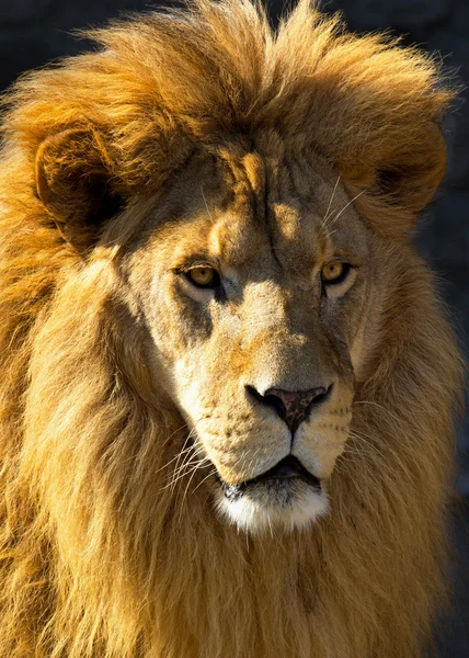 Cabeça de leão — Fotografia de Stock