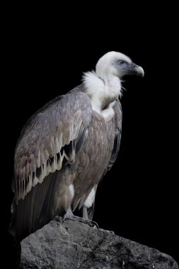 Griffon Vulture clipart