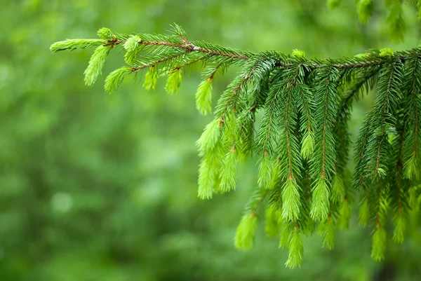 stock image The branch of tree.