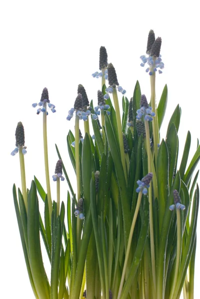 stock image Flowers white background