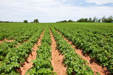 Potato plants clipart