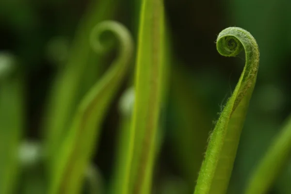 stock image Leave of Fern