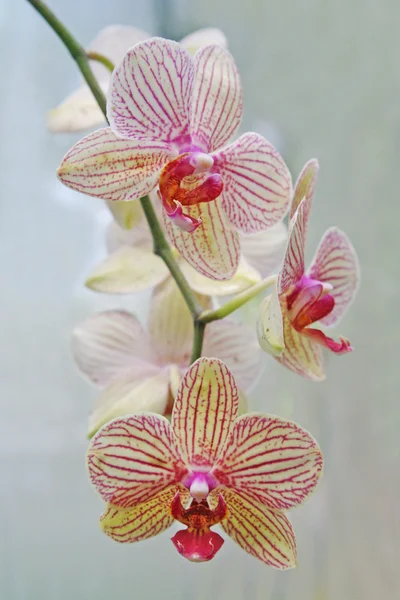 Orhidee — Fotografie, imagine de stoc