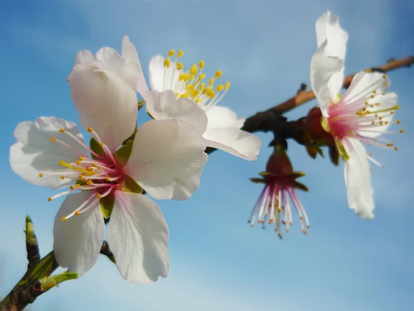 stock image Peach Flowers