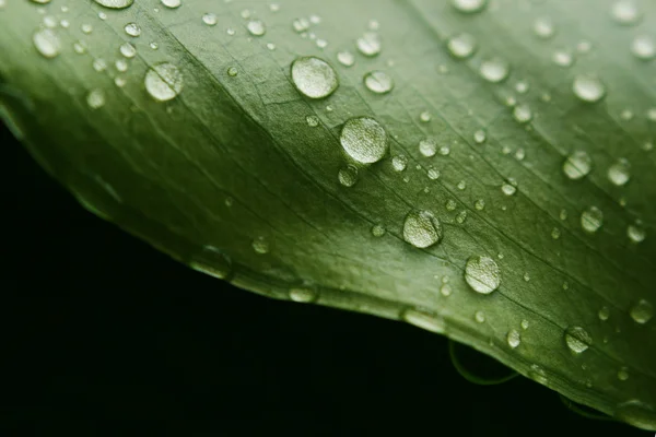 stock image Drops on leaf