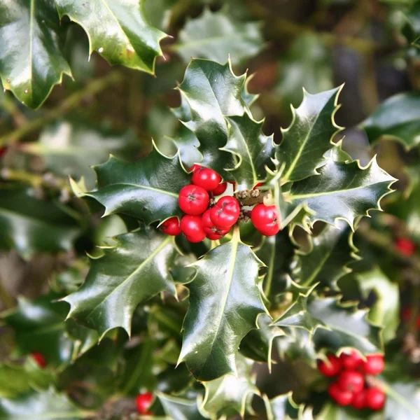 stock image European Holly