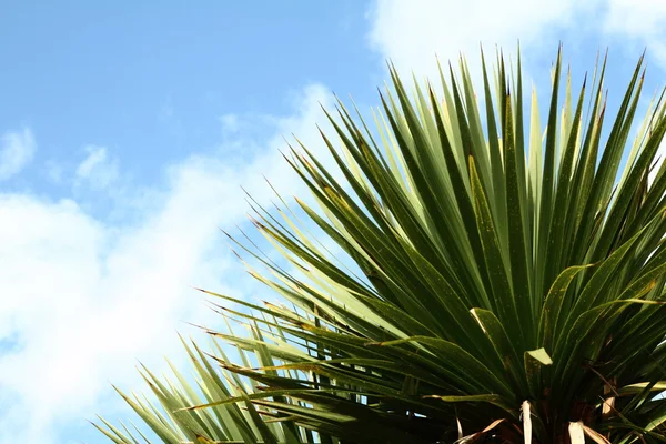 stock image Palm tree