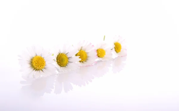 stock image Daisy flowers