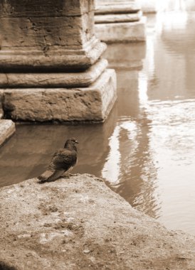 Roma Hamamı, güvercin