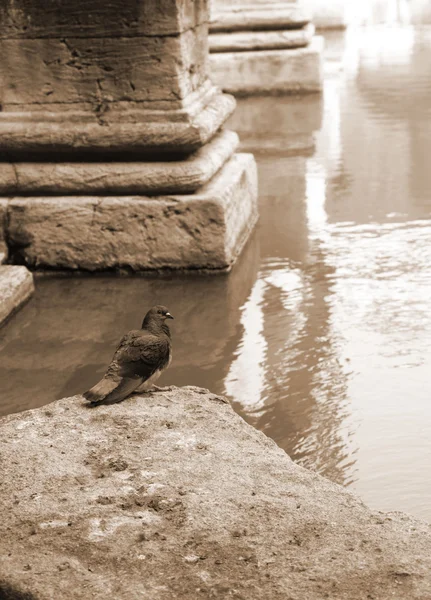 stock image Pigeon at the Roman Baths