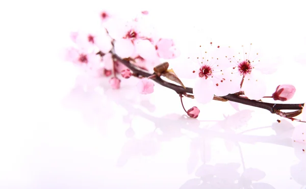 Kersenboom bloemen achtergrond — Stockfoto