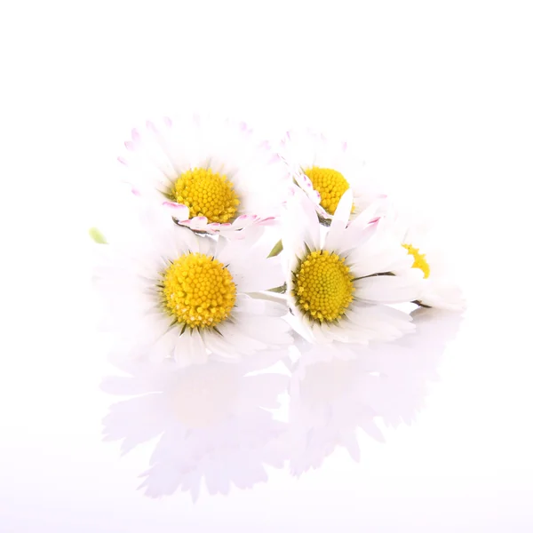 Flores de margarita —  Fotos de Stock
