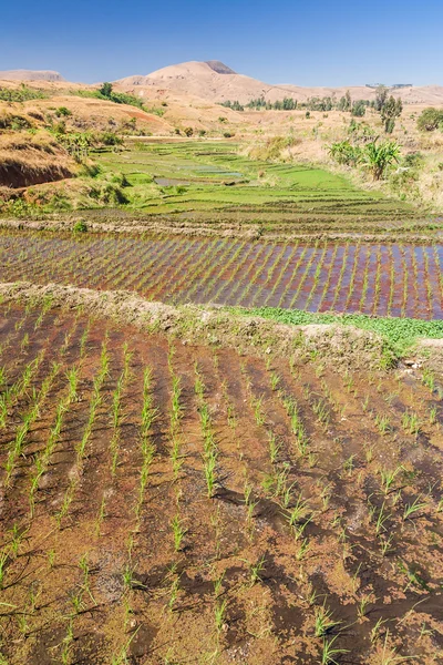 Typical landscape — Stock Photo, Image