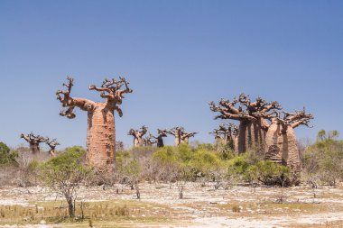 Baobab orman ve ova