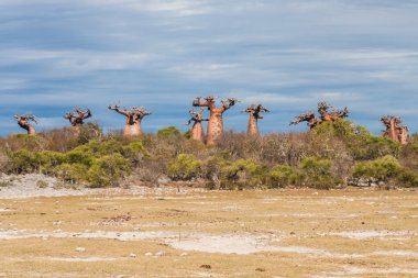 Baobab ağaçları ve ova