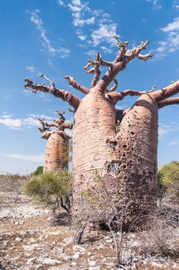 Baobab orman ve ova